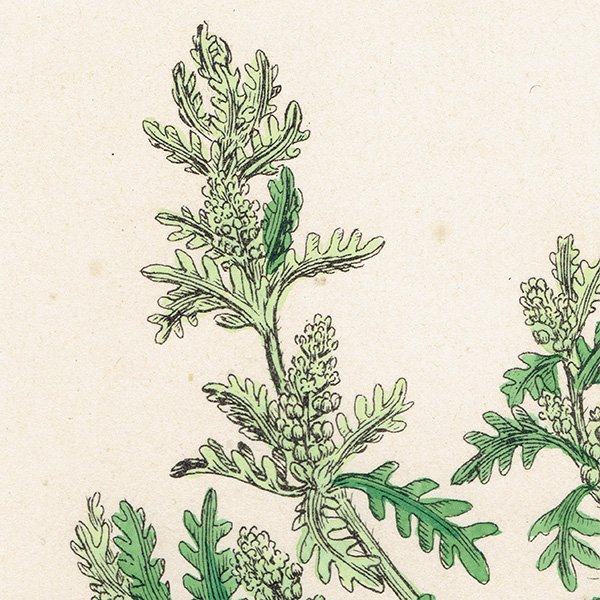 ꥹ ƥ ܥ˥륢/ʪ Senebiera didyma(饯ʥ). plate.159,1863ǯ 0334