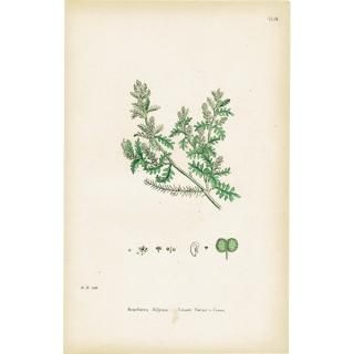 ꥹ ƥ ܥ˥륢/ʪ Senebiera didyma(饯ʥ). plate.159,1863ǯ 0334