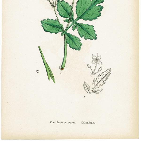 ꥹ ƥ ܥ˥륢/ʪ Chelidonium majus(Υ). plate.67,1863ǯ 0355