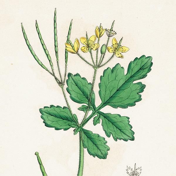 ꥹ ƥ ܥ˥륢/ʪ Chelidonium majus(Υ). plate.67,1863ǯ 0355