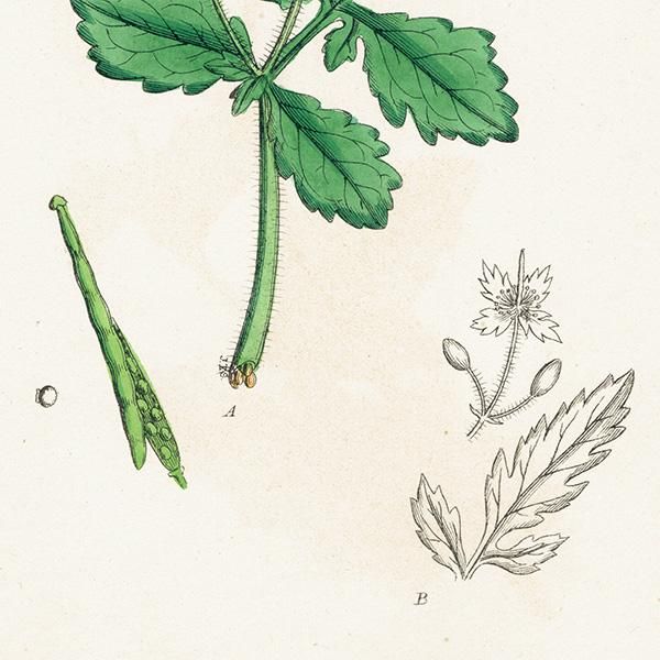 ꥹ ƥ ܥ˥륢/ʪ Chelidonium majus(Υ). plate.67,1863ǯ 0355