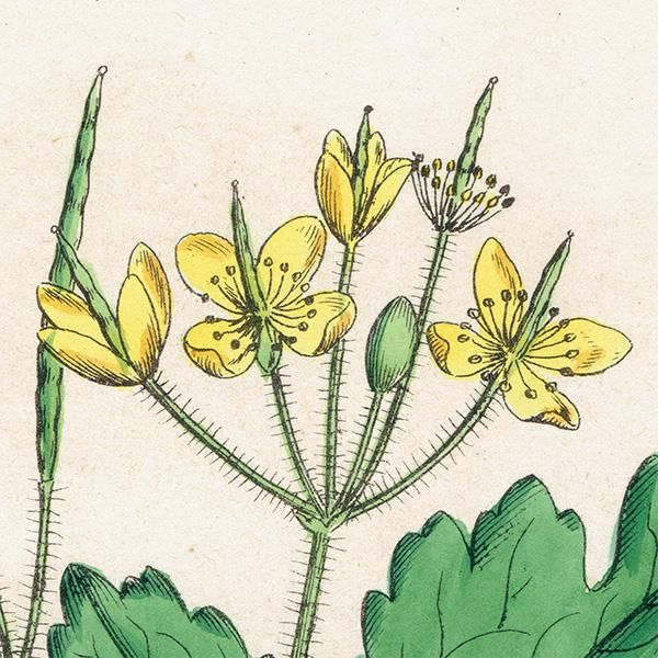 ꥹ ƥ ܥ˥륢/ʪ Chelidonium majus(Υ). plate.67,1863ǯ 0355