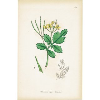 イギリス アンティーク ボタニカルアート/植物画 Chelidonium majus(クサノオウ). plate.67,1863年 0355