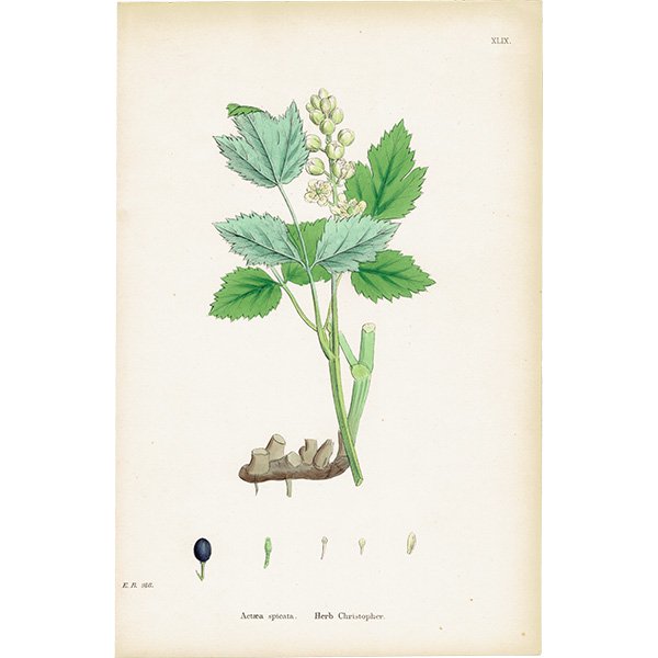 ꥹ ƥ ܥ˥륢/ʪ Actaea spicata(륤襦祦°ʪ). plate.49,1863ǯ 0357