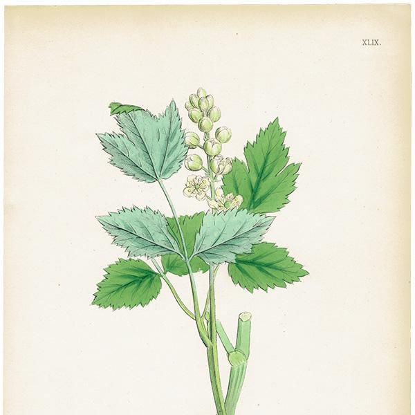 ꥹ ƥ ܥ˥륢/ʪ Actaea spicata(륤襦祦°ʪ). plate.49,1863ǯ 0357