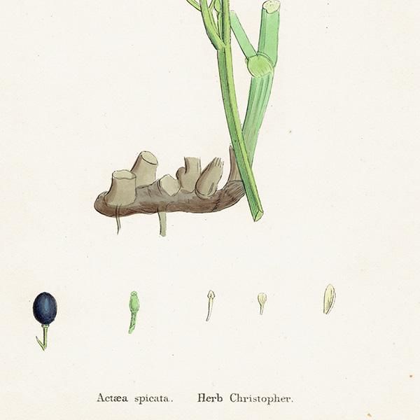 ꥹ ƥ ܥ˥륢/ʪ Actaea spicata(륤襦祦°ʪ). plate.49,1863ǯ 0357