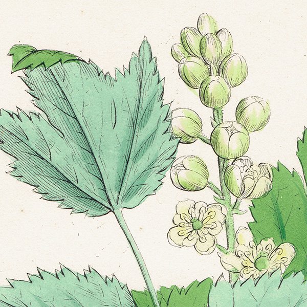 ꥹ ƥ ܥ˥륢/ʪ Actaea spicata(륤襦祦°ʪ). plate.49,1863ǯ 0357