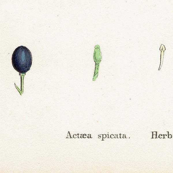 ꥹ ƥ ܥ˥륢/ʪ Actaea spicata(륤襦祦°ʪ). plate.49,1863ǯ 0357