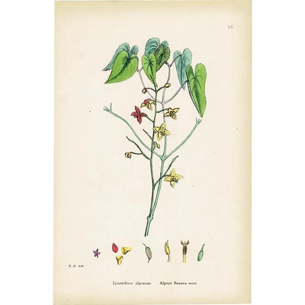 ꥹ ƥ ܥ˥륢/ʪ Epimedium alpinum(꥽°). plate.52,1863ǯ 0359