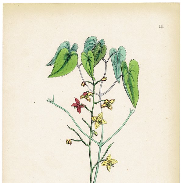 ꥹ ƥ ܥ˥륢/ʪ Epimedium alpinum(꥽°). plate.52,1863ǯ 0359