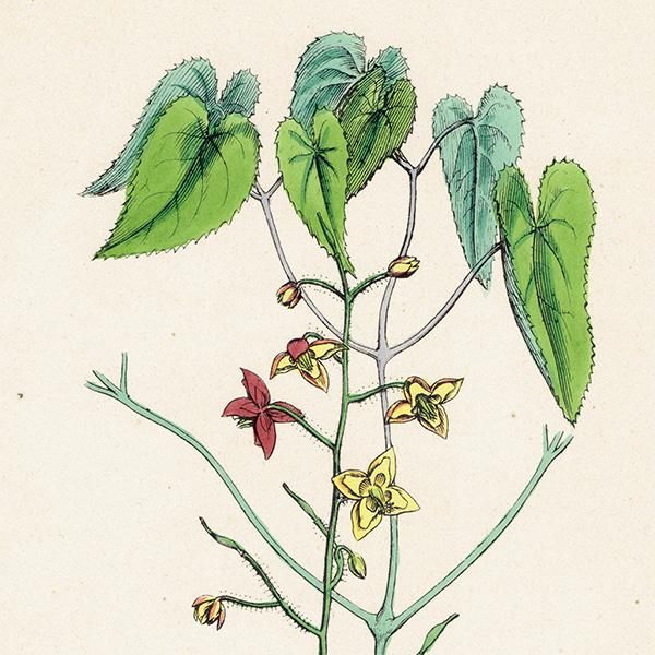 ꥹ ƥ ܥ˥륢/ʪ Epimedium alpinum(꥽°). plate.52,1863ǯ 0359