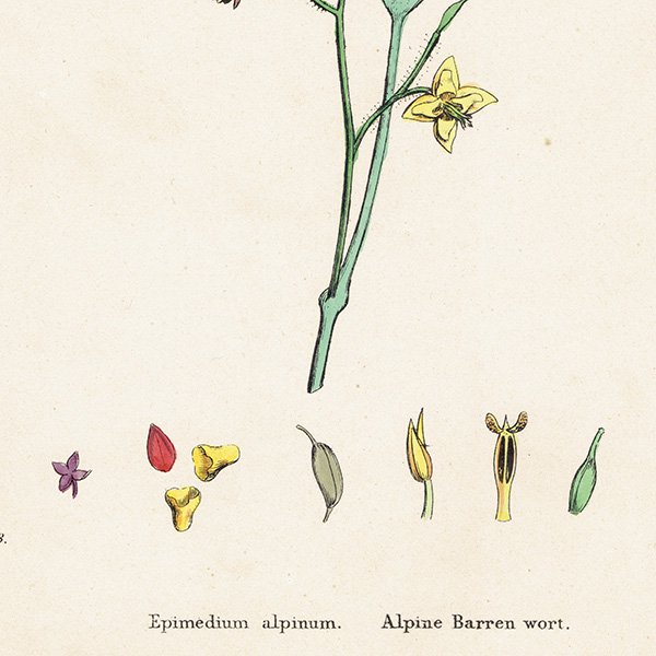 ꥹ ƥ ܥ˥륢/ʪ Epimedium alpinum(꥽°). plate.52,1863ǯ 0359