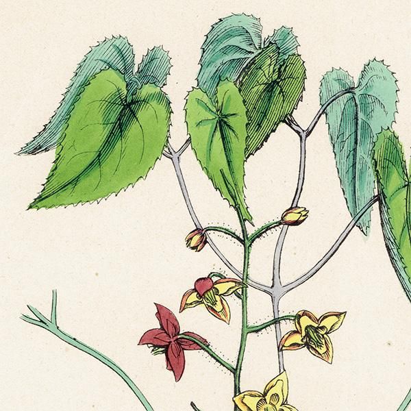 ꥹ ƥ ܥ˥륢/ʪ Epimedium alpinum(꥽°). plate.52,1863ǯ 0359