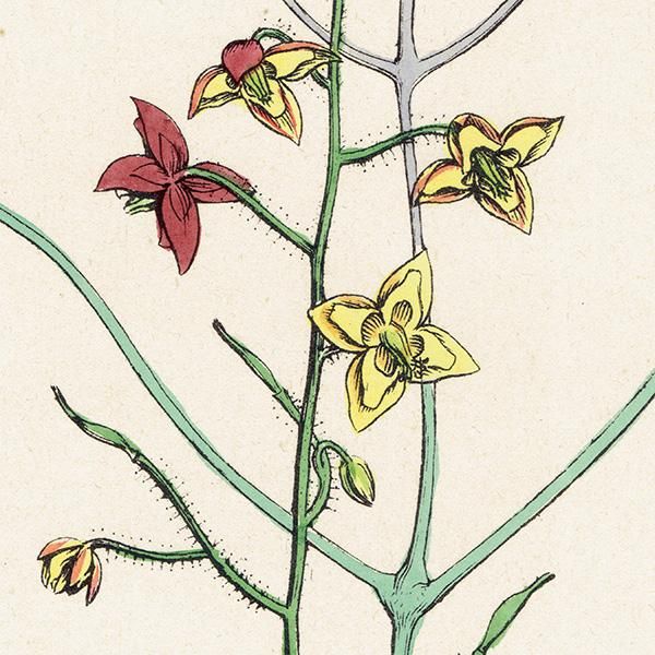 ꥹ ƥ ܥ˥륢/ʪ Epimedium alpinum(꥽°). plate.52,1863ǯ 0359