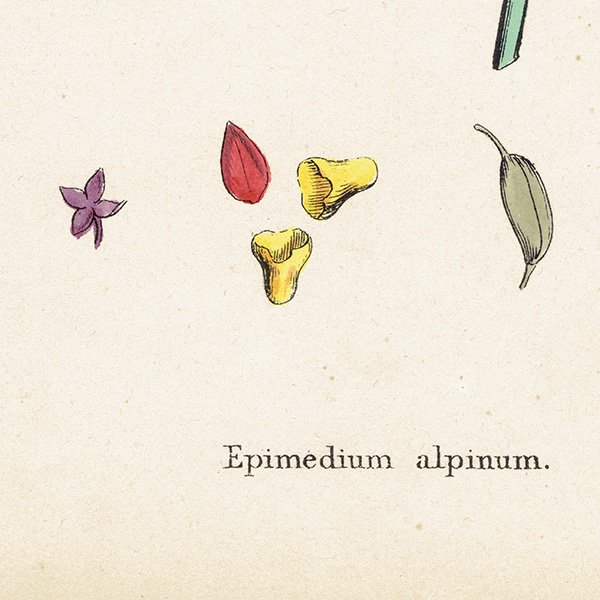 ꥹ ƥ ܥ˥륢/ʪ Epimedium alpinum(꥽°). plate.52,1863ǯ 0359