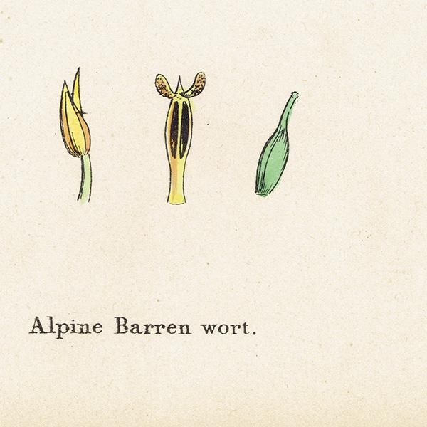 ꥹ ƥ ܥ˥륢/ʪ Epimedium alpinum(꥽°). plate.52,1863ǯ 0359