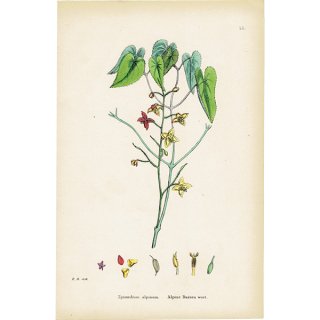 イギリス アンティーク ボタニカルアート/植物画 Epimedium alpinum(イカリソウ属). plate.52,1863年 0359