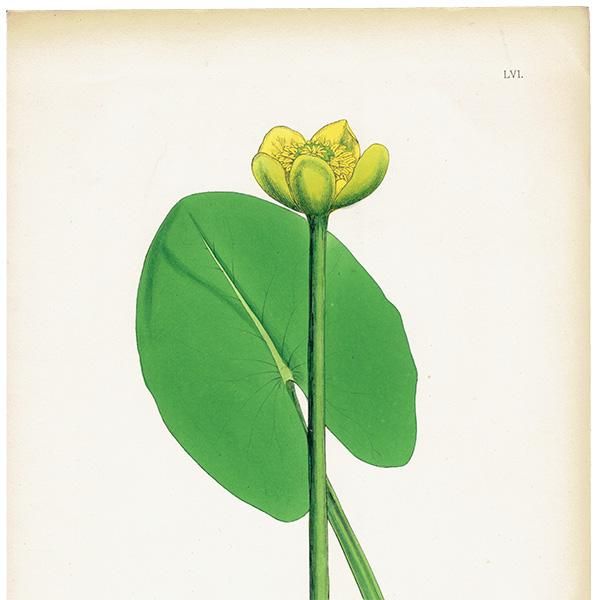 ꥹ ƥ ܥ˥륢/ʪ Nuphar pumila(ۥ). plate.52,1863ǯ 0360