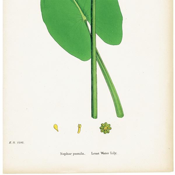 ꥹ ƥ ܥ˥륢/ʪ Nuphar pumila(ۥ). plate.52,1863ǯ 0360