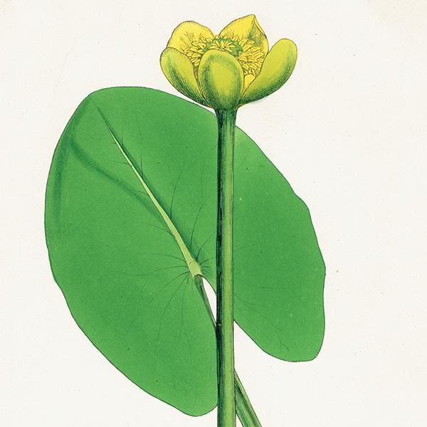 ꥹ ƥ ܥ˥륢/ʪ Nuphar pumila(ۥ). plate.52,1863ǯ 0360