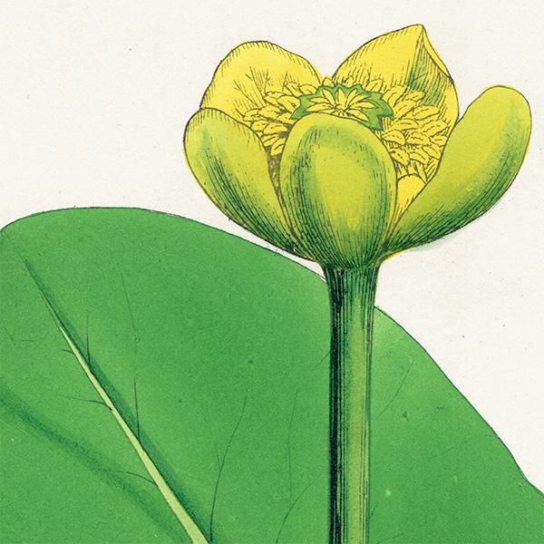 ꥹ ƥ ܥ˥륢/ʪ Nuphar pumila(ۥ). plate.52,1863ǯ 0360