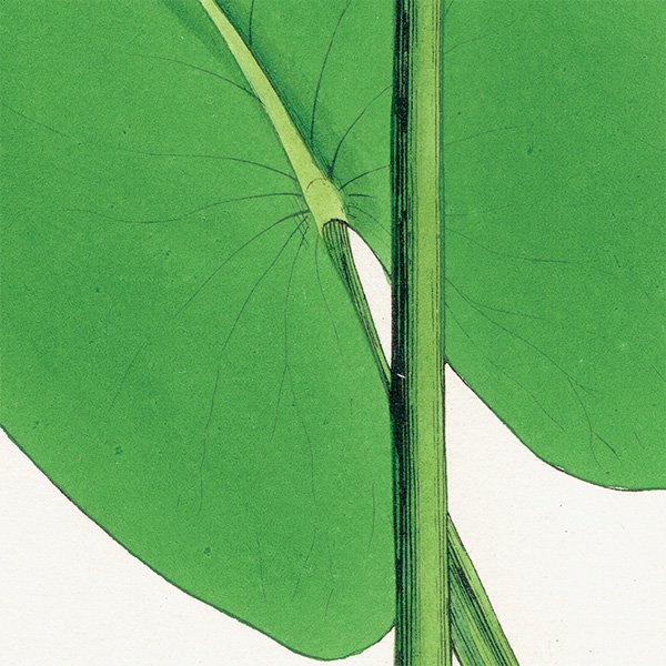 ꥹ ƥ ܥ˥륢/ʪ Nuphar pumila(ۥ). plate.52,1863ǯ 0360