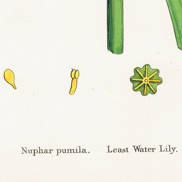 ꥹ ƥ ܥ˥륢/ʪ Nuphar pumila(ۥ). plate.52,1863ǯ 0360