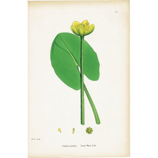 イギリス アンティーク ボタニカルアート/植物画 Nuphar pumila(オゼコウホネ). plate.52,1863年 0360
