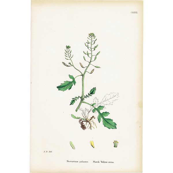 ꥹ ƥ ܥ˥륢/ʪ Nasturtium palustre(ܥ). plate.127,1863ǯ 0361