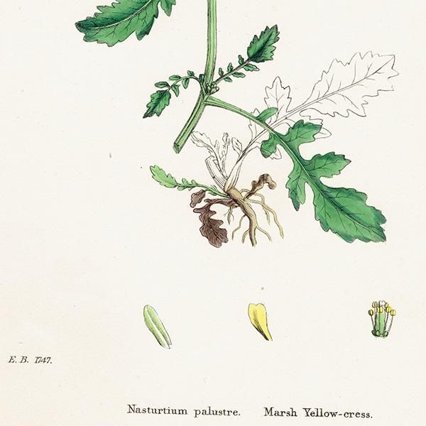 ꥹ ƥ ܥ˥륢/ʪ Nasturtium palustre(ܥ). plate.127,1863ǯ 0361