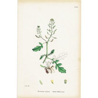 ꥹ ƥ ܥ˥륢/ʪ Nasturtium palustre(ܥ). plate.127,1863ǯ 0361