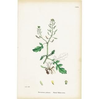 ꥹ ƥ ܥ˥륢/ʪ Nasturtium palustre(ܥ). plate.127,1863ǯ 0361