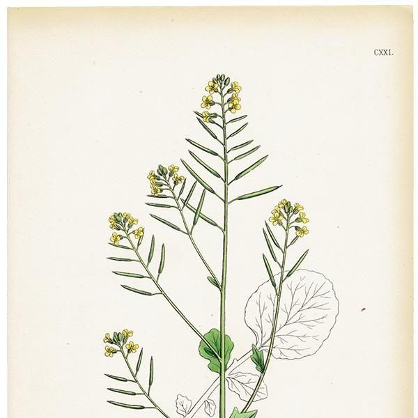 ꥹ ƥ ܥ˥륢/ʪ Barbarea arcuata(ϥ륶ޥ饷). plate.121,1863ǯ 0362