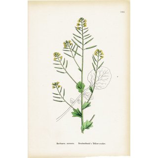 イギリス アンティーク ボタニカルアート/植物画 Barbarea arcuata(ハルザキヤマガラシ). plate.121,1863年 0362