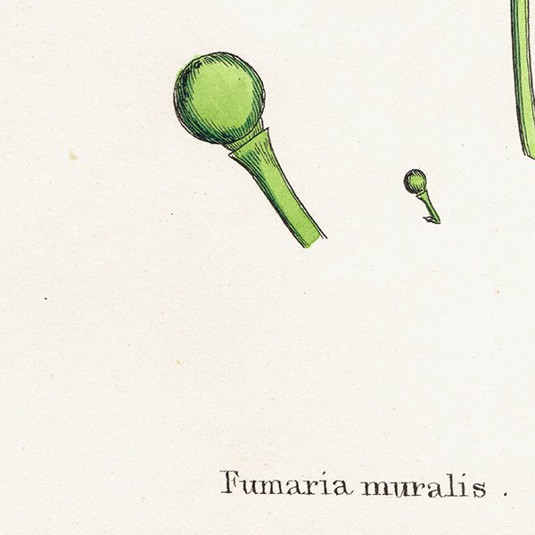 ꥹ ƥ ܥ˥륢/ʪ Fumaria muralis(襦󥴥). plate.74,1863ǯ 0363