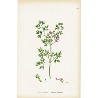 イギリス アンティーク ボタニカルアート/植物画 Fumaria muralis(セイヨウエンゴサク). plate.74,1863年 0363