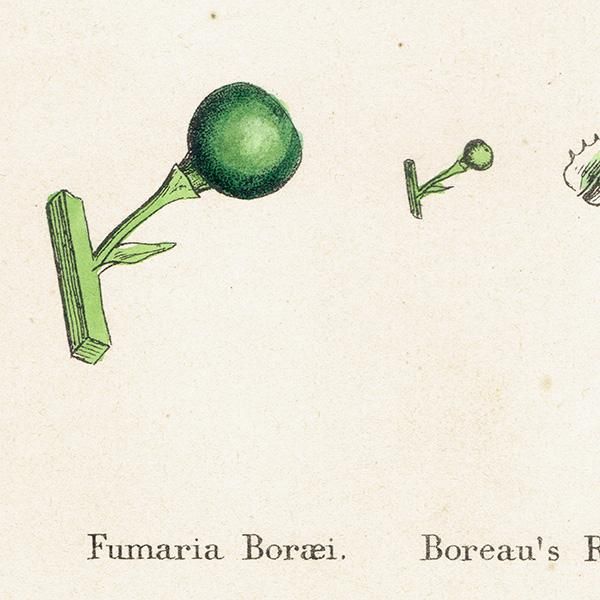 ꥹ ƥ ܥ˥륢/ʪ Fumaria Boraei(饯ޥ). plate.72,1863ǯ 0364