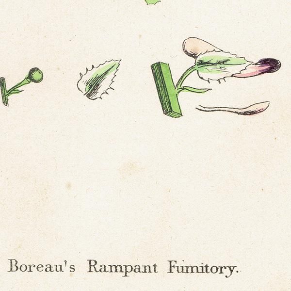 ꥹ ƥ ܥ˥륢/ʪ Fumaria Boraei(饯ޥ). plate.72,1863ǯ 0364