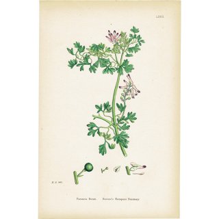 イギリス アンティーク ボタニカルアート/植物画 Fumaria Boraei(カラクサケマン). plate.72,1863年 0364