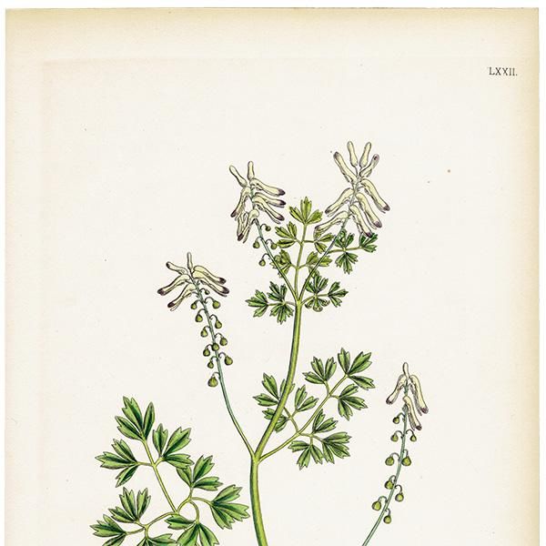 ꥹ ƥ ܥ˥륢/ʪ Fumaria Pallidiflora(饯ޥ). plate.72,1863ǯ 0365