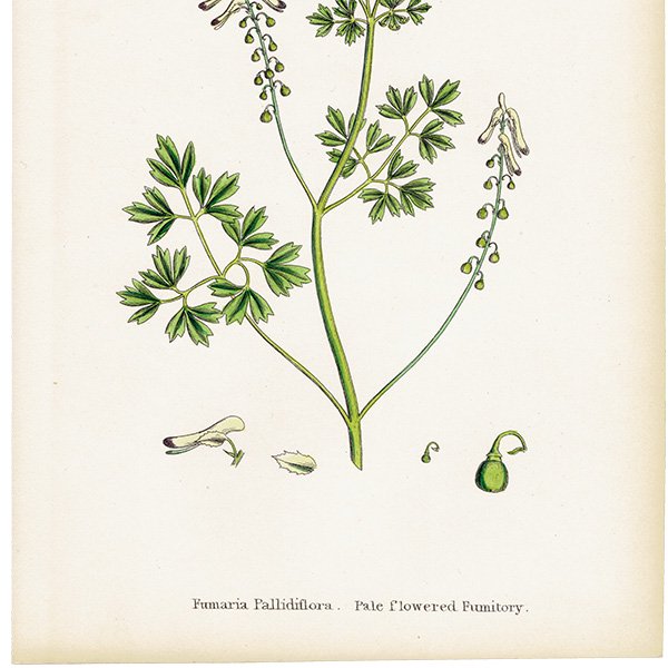 ꥹ ƥ ܥ˥륢/ʪ Fumaria Pallidiflora(饯ޥ). plate.72,1863ǯ 0365