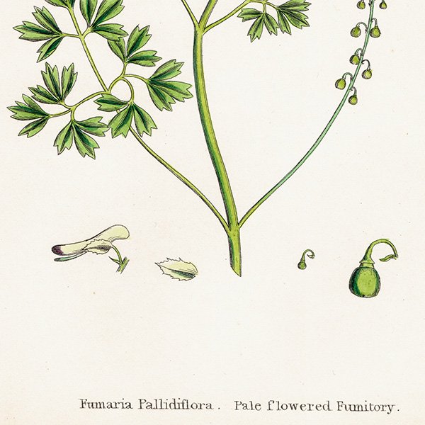 ꥹ ƥ ܥ˥륢/ʪ Fumaria Pallidiflora(饯ޥ). plate.72,1863ǯ 0365