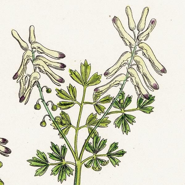 ꥹ ƥ ܥ˥륢/ʪ Fumaria Pallidiflora(饯ޥ). plate.72,1863ǯ 0365