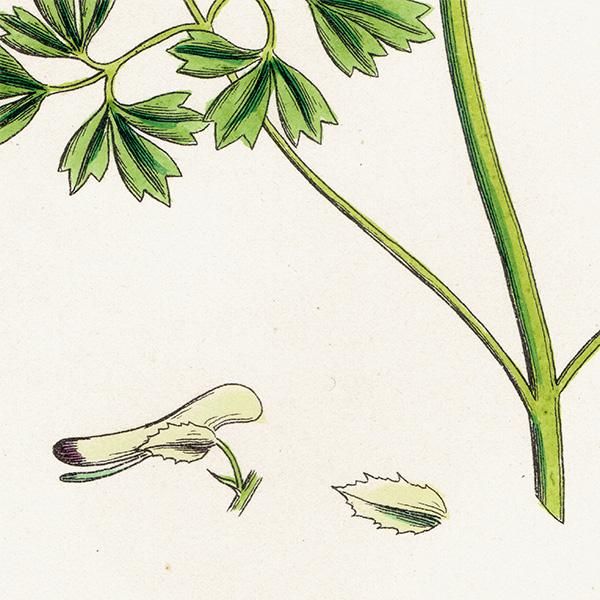 ꥹ ƥ ܥ˥륢/ʪ Fumaria Pallidiflora(饯ޥ). plate.72,1863ǯ 0365