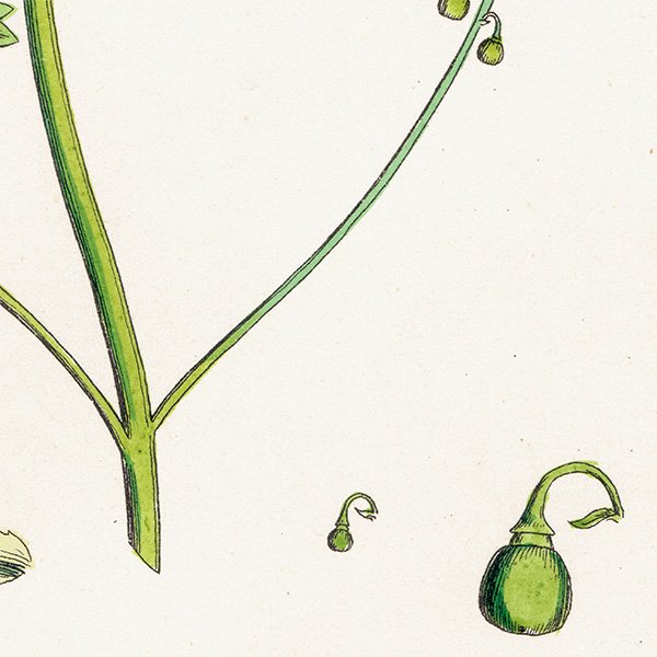 ꥹ ƥ ܥ˥륢/ʪ Fumaria Pallidiflora(饯ޥ). plate.72,1863ǯ 0365