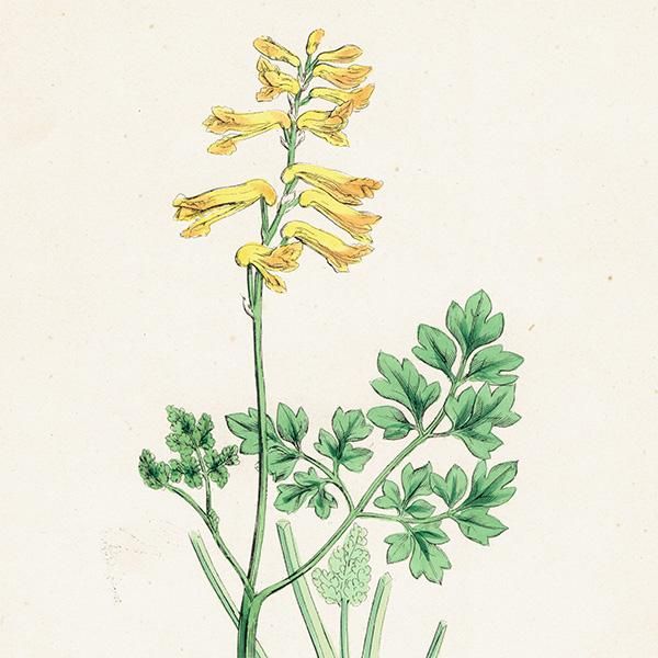 ꥹ ƥ ܥ˥륢/ʪ Corydalis lutea(ꥹƥ). plate.69,1863ǯ 0366