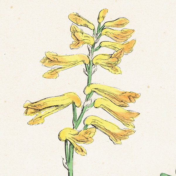 ꥹ ƥ ܥ˥륢/ʪ Corydalis lutea(ꥹƥ). plate.69,1863ǯ 0366