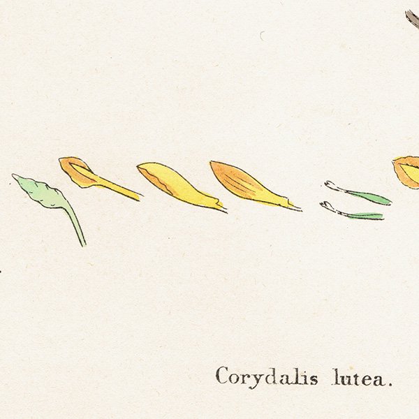 ꥹ ƥ ܥ˥륢/ʪ Corydalis lutea(ꥹƥ). plate.69,1863ǯ 0366