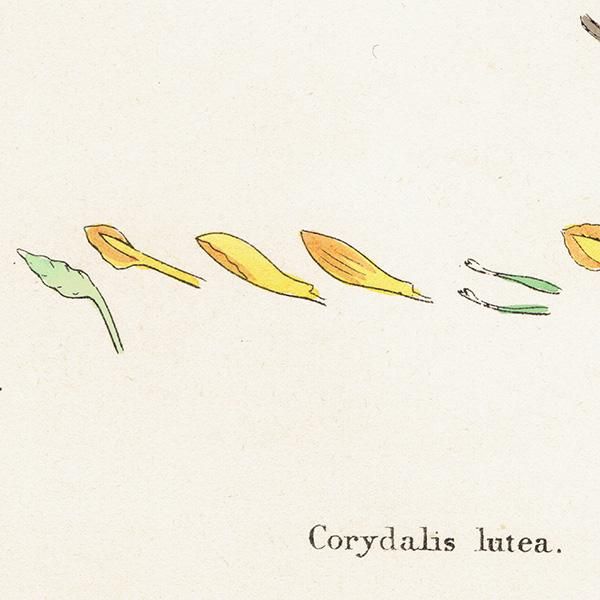ꥹ ƥ ܥ˥륢/ʪ Corydalis lutea(ꥹƥ). plate.69,1863ǯ 0366