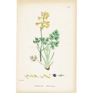 イギリス アンティーク ボタニカルアート/植物画 Corydalis lutea(コリダリス・ルテア). plate.69,1863年 0366